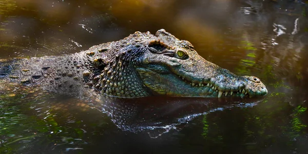 Crocodilo Lagoa Zoológico — Fotografia de Stock