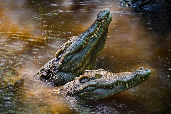 动物园池塘里的鳄鱼 — 图库照片