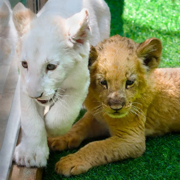 Colored Lion Cubs Grass Exhibited Zoo — 스톡 사진