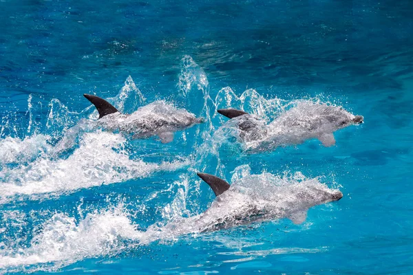 Szórakoztató Delfin Show Úszás Állatkertben — Stock Fotó