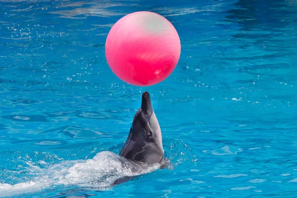 Szórakoztató Delfin Show Úszás Állatkertben — Stock Fotó