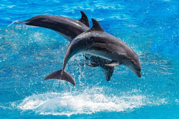 Espectáculo Divertido Delfines Nadando Zoológico — Foto de Stock