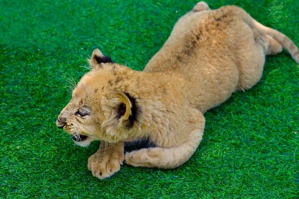 動物園に展示されている芝生の上のライオンの赤ちゃん — ストック写真