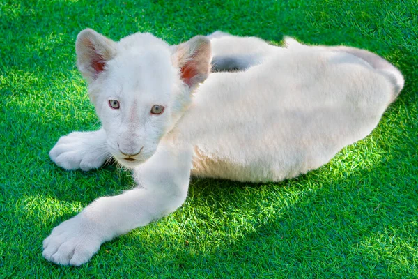 Hayvanat Bahçesinde Sergilenen Çimlerin Üzerinde Beyaz Bir Aslan Yavrusu — Stok fotoğraf