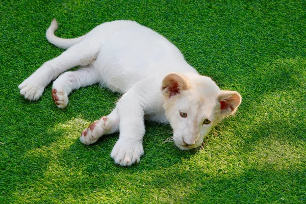 White Lion Cub Grass Display Zoo — 스톡 사진