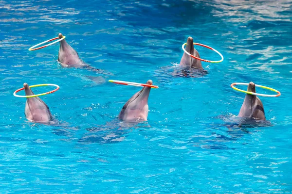 Szórakoztató Delfin Show Úszás Állatkertben Jogdíjmentes Stock Képek