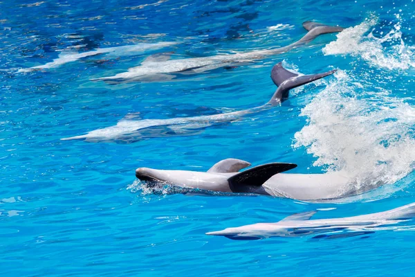 Szórakoztató Delfin Show Úszás Állatkertben Jogdíjmentes Stock Fotók