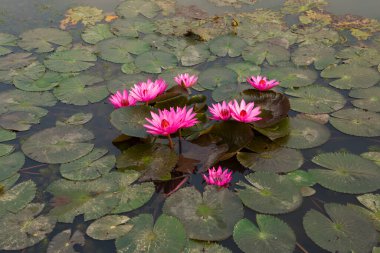 Gölette güzel nilüfer çiçeği