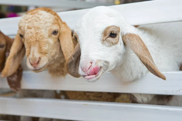 Goat Paddock Royalty Free Stock Photos