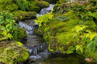 fern gardens and trees with a small waterfall