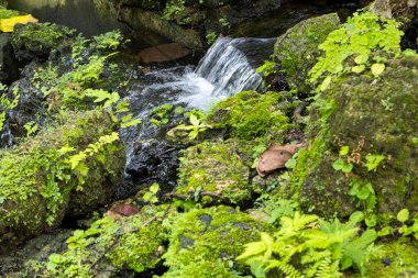 fern gardens and trees with a small waterfall