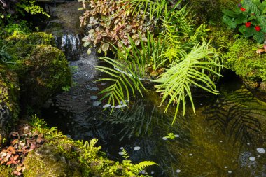 fern gardens and trees with a small waterfall