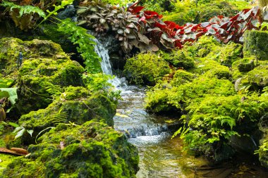 fern gardens and trees with a small waterfall