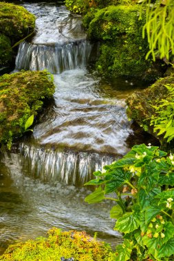 fern gardens and trees with a small waterfall