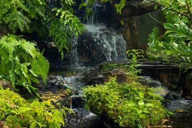fern gardens and trees with a small waterfall