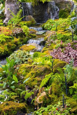 fern gardens and trees with a small waterfall