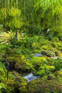 fern gardens and trees with a small waterfall