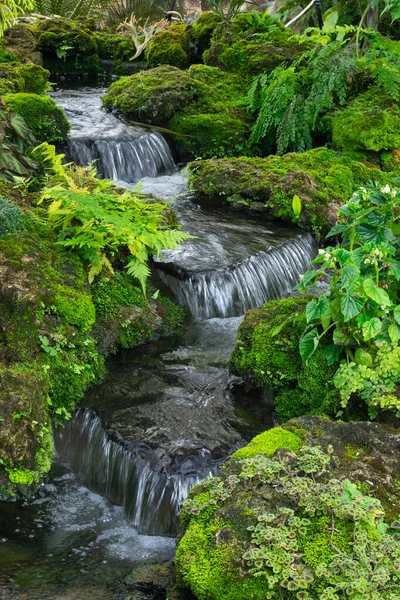 fern gardens and trees with a small waterfall