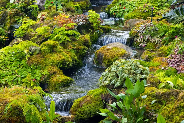 Fern Gardens Trees Small Waterfall — Fotografia de Stock