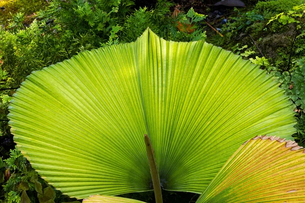 Begonias Leaves Beautifully Shaped Garden — стоковое фото