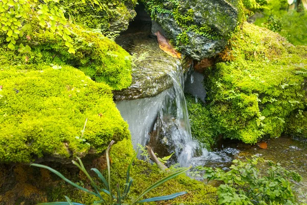 Fern Gardens Trees Small Waterfall —  Fotos de Stock