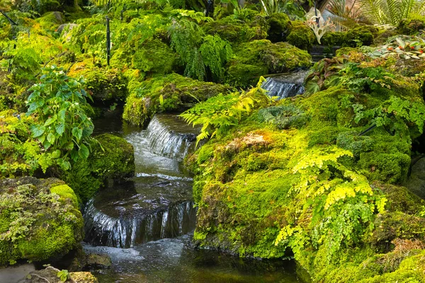 Fern Gardens Trees Small Waterfall — Foto de Stock