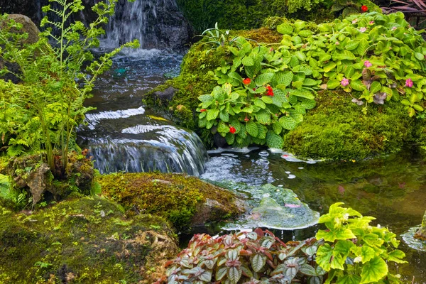 fern gardens and trees with a small waterfall