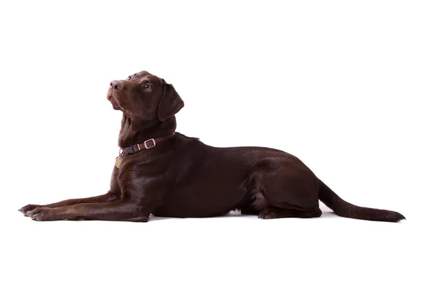 Chocolate Labrador Dog no fundo branco — Fotografia de Stock
