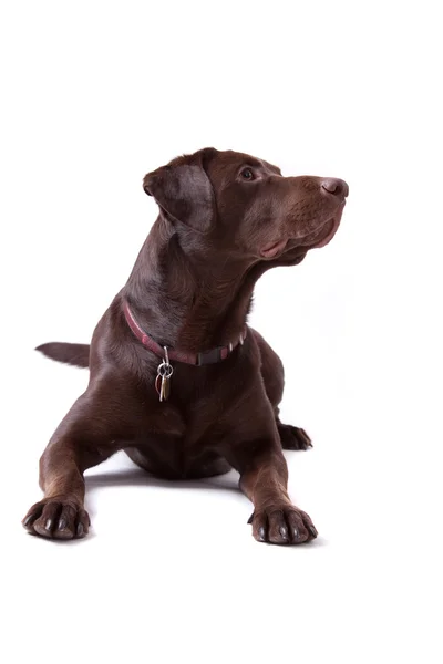 Chocolate Labrador Chien sur fond blanc — Photo