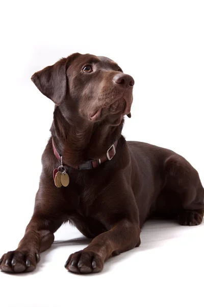 Chocolate Labrador Dog no fundo branco — Fotografia de Stock