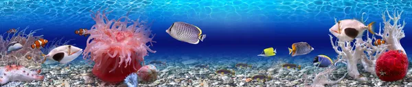 su altı dünyası - panorama