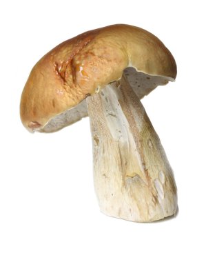 beyaz izole cepe mantar