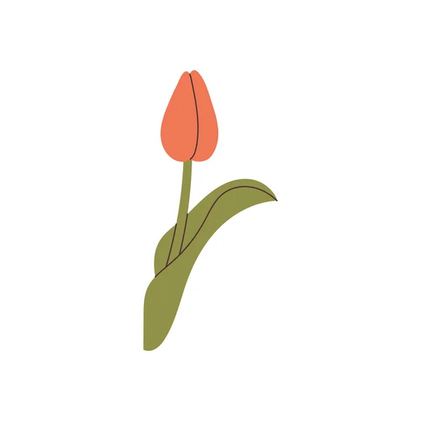 Vetor Elemento Tulipa Desenhado Mão — Vetor de Stock