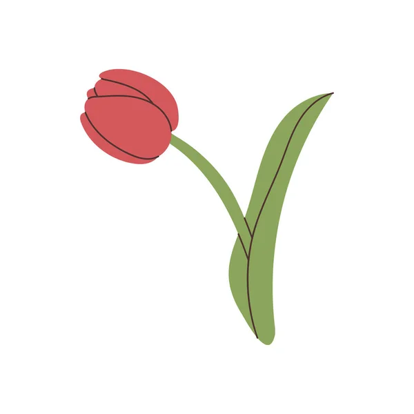 Elemento Tulipán Dibujado Mano Vector — Vector de stock