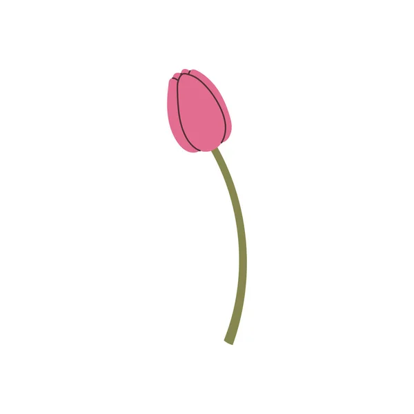 Elemento Tulipán Dibujado Mano Vector — Archivo Imágenes Vectoriales