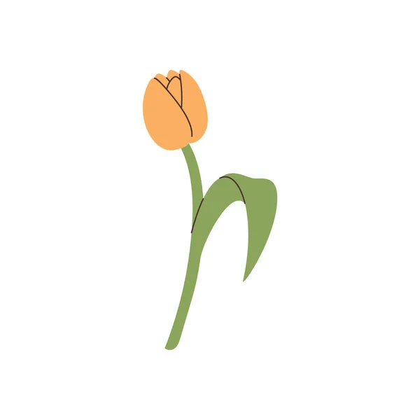 Elemento Tulipán Dibujado Mano Vector — Vector de stock