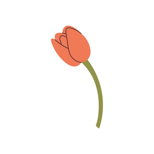 Elemento Tulipán Dibujado Mano Vector — Vector de stock