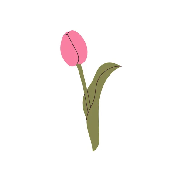 Vetor Elemento Tulipa Desenhado Mão —  Vetores de Stock