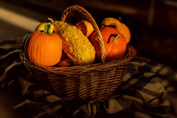 Different varieties of pumpkins in the basket. Farm harvest in autumn — Stock Photo, Image