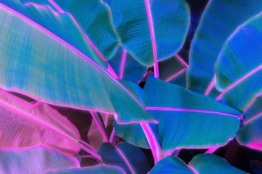 Muz yapraklarının dokusu ile soyut arkaplan, modaya uygun renkte Çok Peri