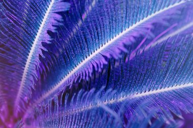 Palmiye yapraklarının dokusu ile soyut arkaplan, moda renginde Çok Peri