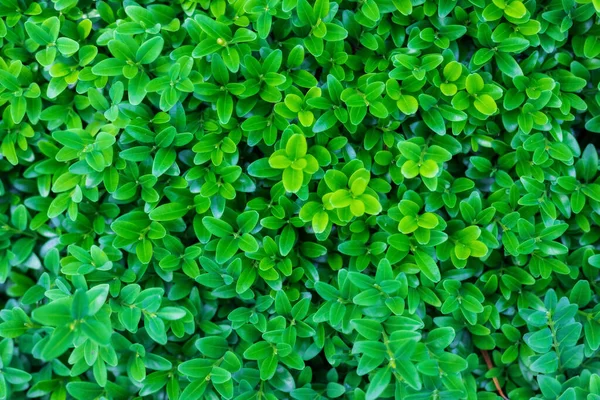 녹색 잎을 배경으로 자연을 가까이 서 본 것입니다. 평평 한 바닥, 자연적 인 개념, 백목 잎 — 스톡 사진