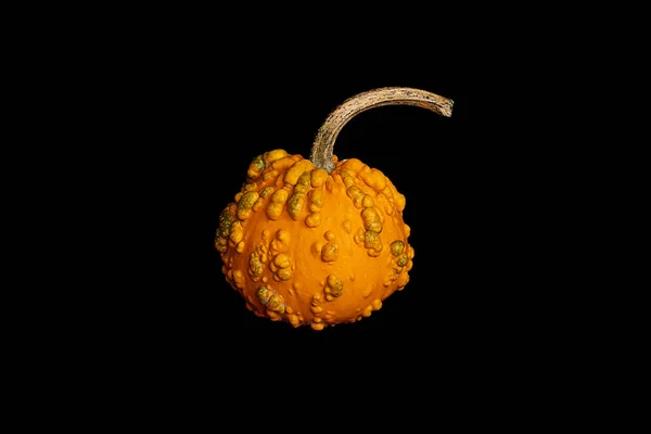 Close-up isolated object. Small decorative orange Muscat pumpkin on a black background. cut object. Autumn design concept, restaurant menu, Thanksgiving and Halloween.