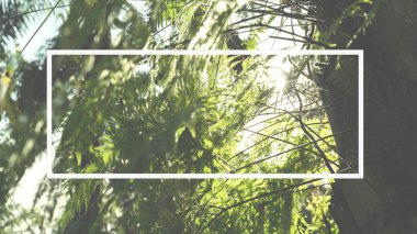 Kare çerçeve, yeşil yapraklardan yapılmış yaratıcı düzen. Reklam kartı ya da davetiye için boş. Doğa konsepti. Yaz posteri. Phuket Tayland 'da..