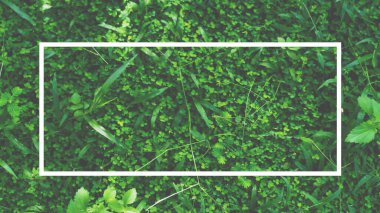 Kare çerçeve, yeşil yapraklardan yapılmış yaratıcı düzen. Reklam kartı ya da davetiye için boş. Doğa konsepti. Yaz posteri. Phuket Tayland 'da..