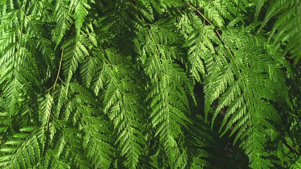 Green Leaves Pattern Background Natural Background Wallpaper Phuket Thailand — Stock Photo, Image