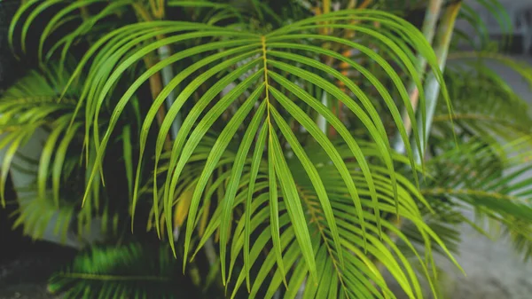 Концепция Dypsis Luttens Зеленая Фактура Пальмы Бабочки Природный Фон Листья — стоковое фото