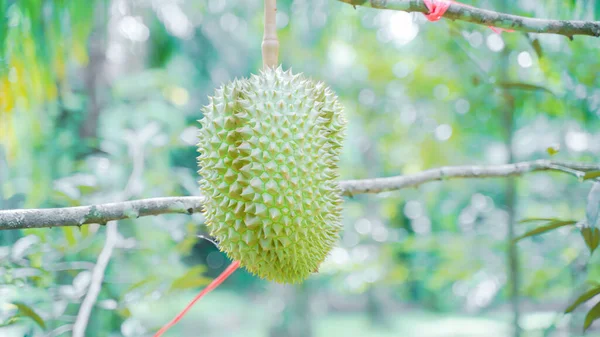 Фон Durian Fruit Season Monthong Thai Street Food Thai Street — стоковое фото