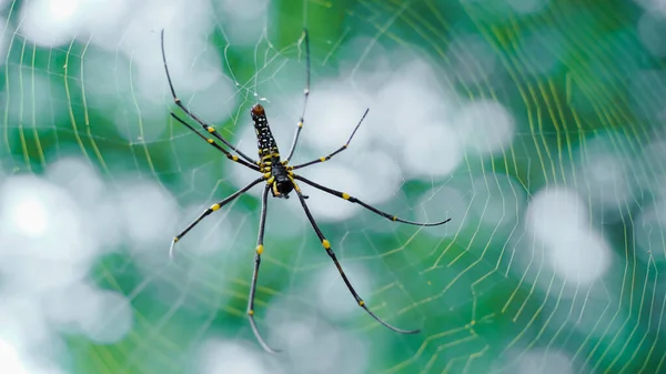 Örümcek Ağında Oturan Asyalı Bir Bahçe Örümceğinin Makro Görüntüsünü Kapat — Stok fotoğraf
