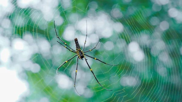 Zavřít Makro Záběr Asijského Zahradního Pavouka Sedícího Pavučině — Stock fotografie